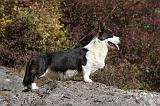 CORGI CARDIGAN 069